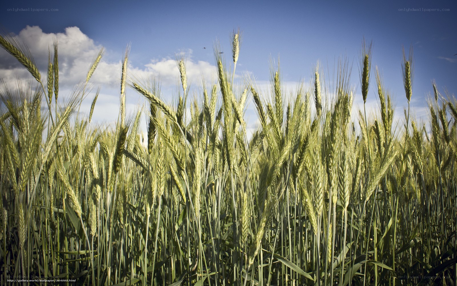 Wheat field under blue sky