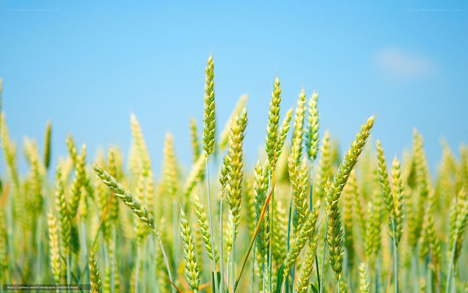 Wheat field under blue sky