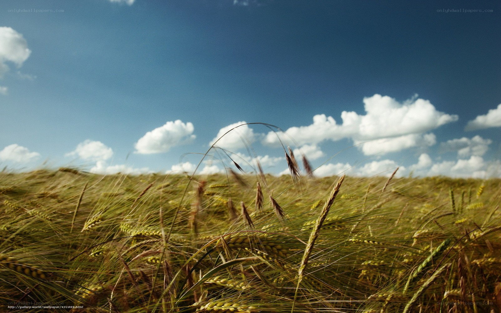 Wheat field under blue sky