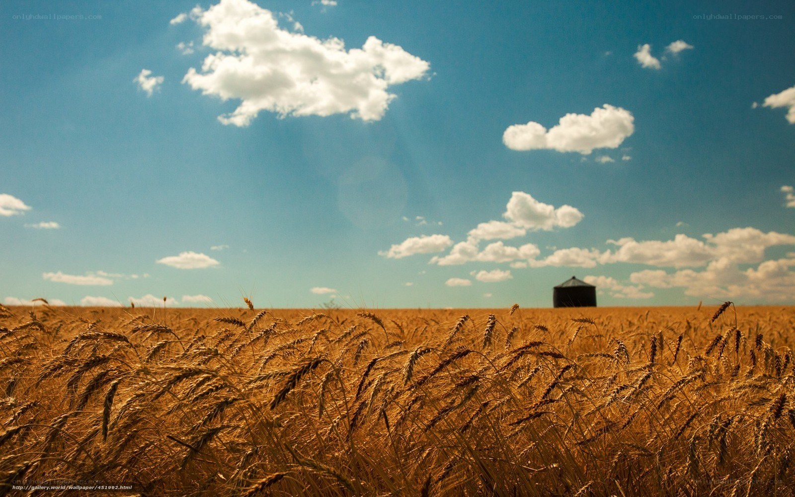 Wheat field under blue sky