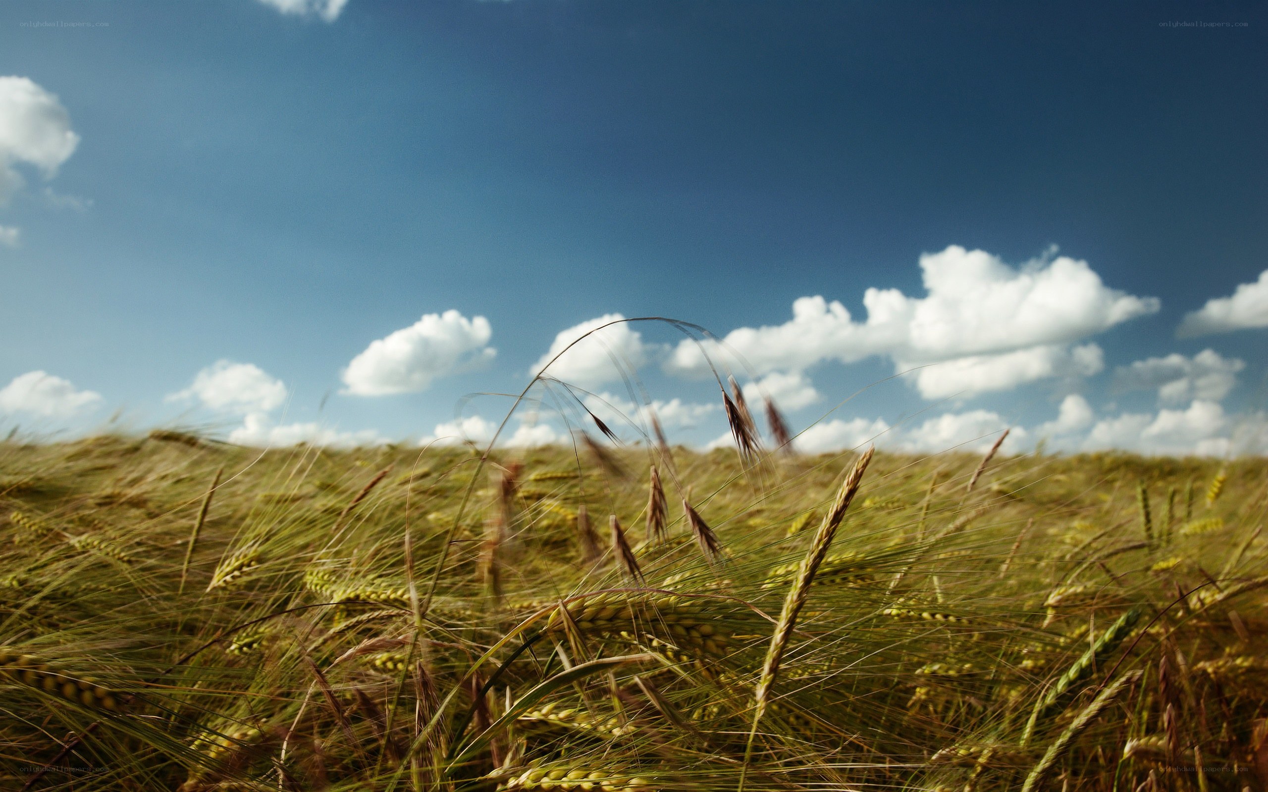 Wheat field under blue sky