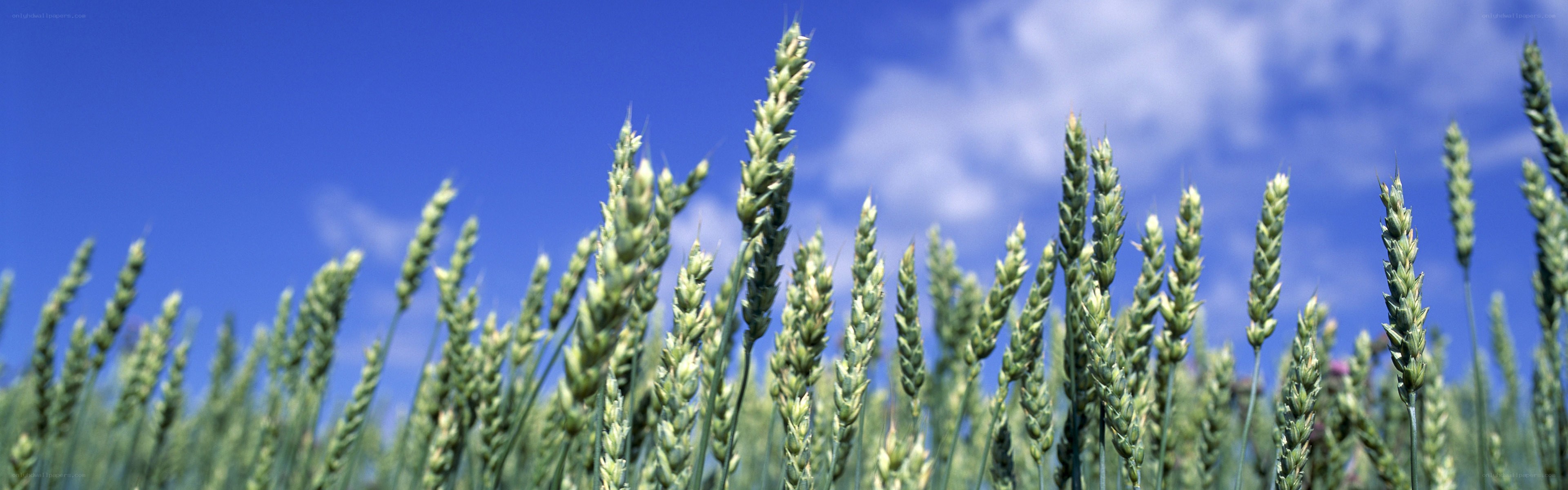 Wheat field under blue sky