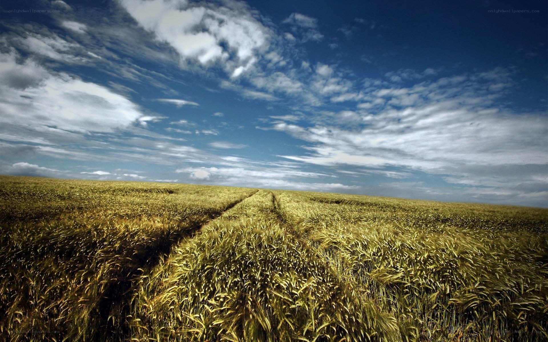 Wheat field under blue sky