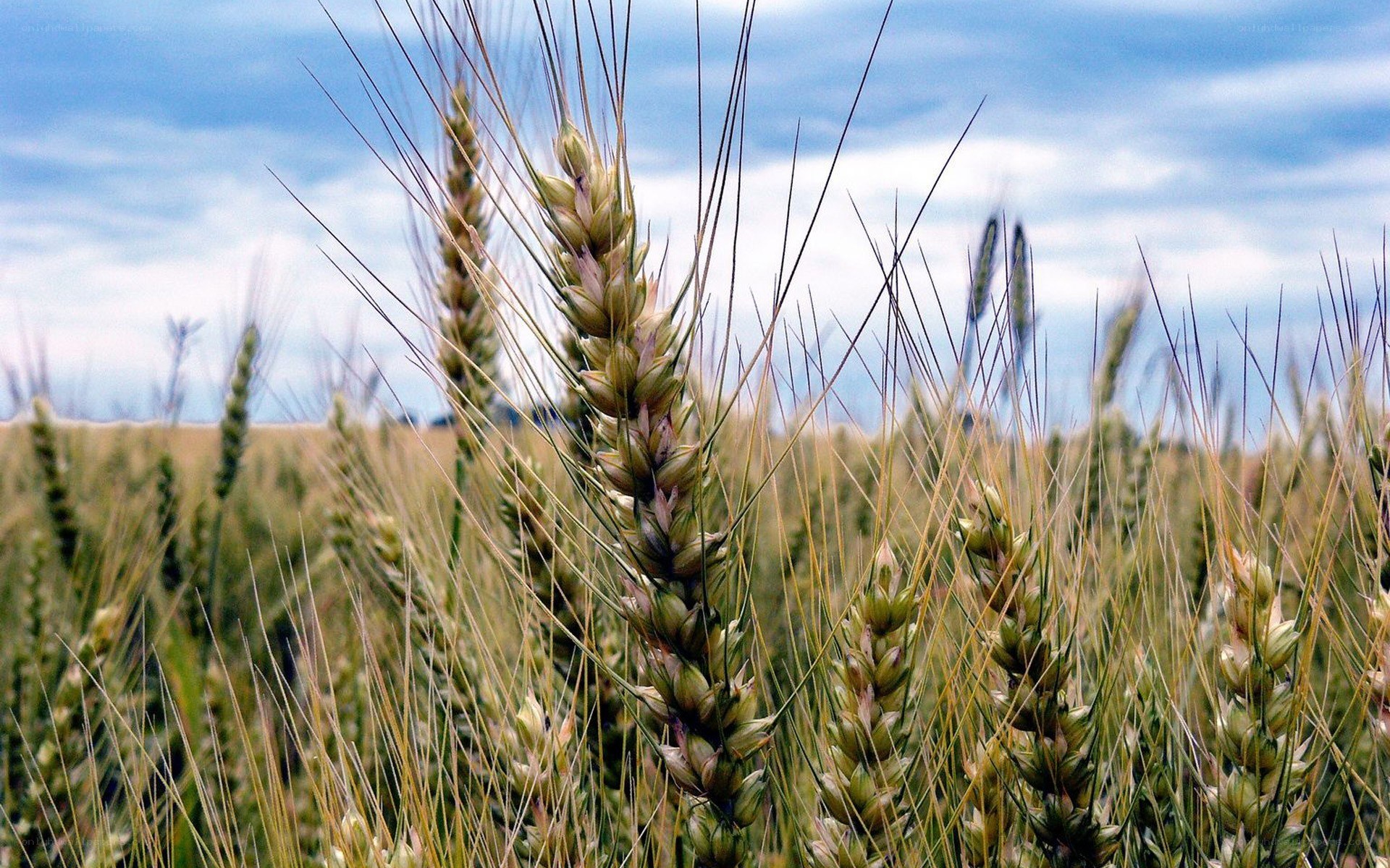 Wheat field under blue sky