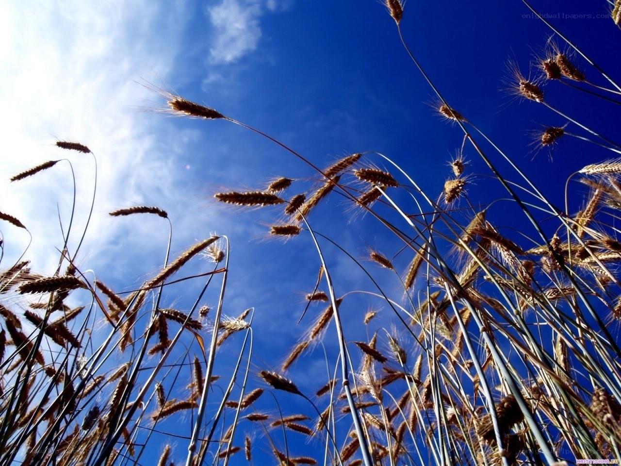 Wheat field under blue sky