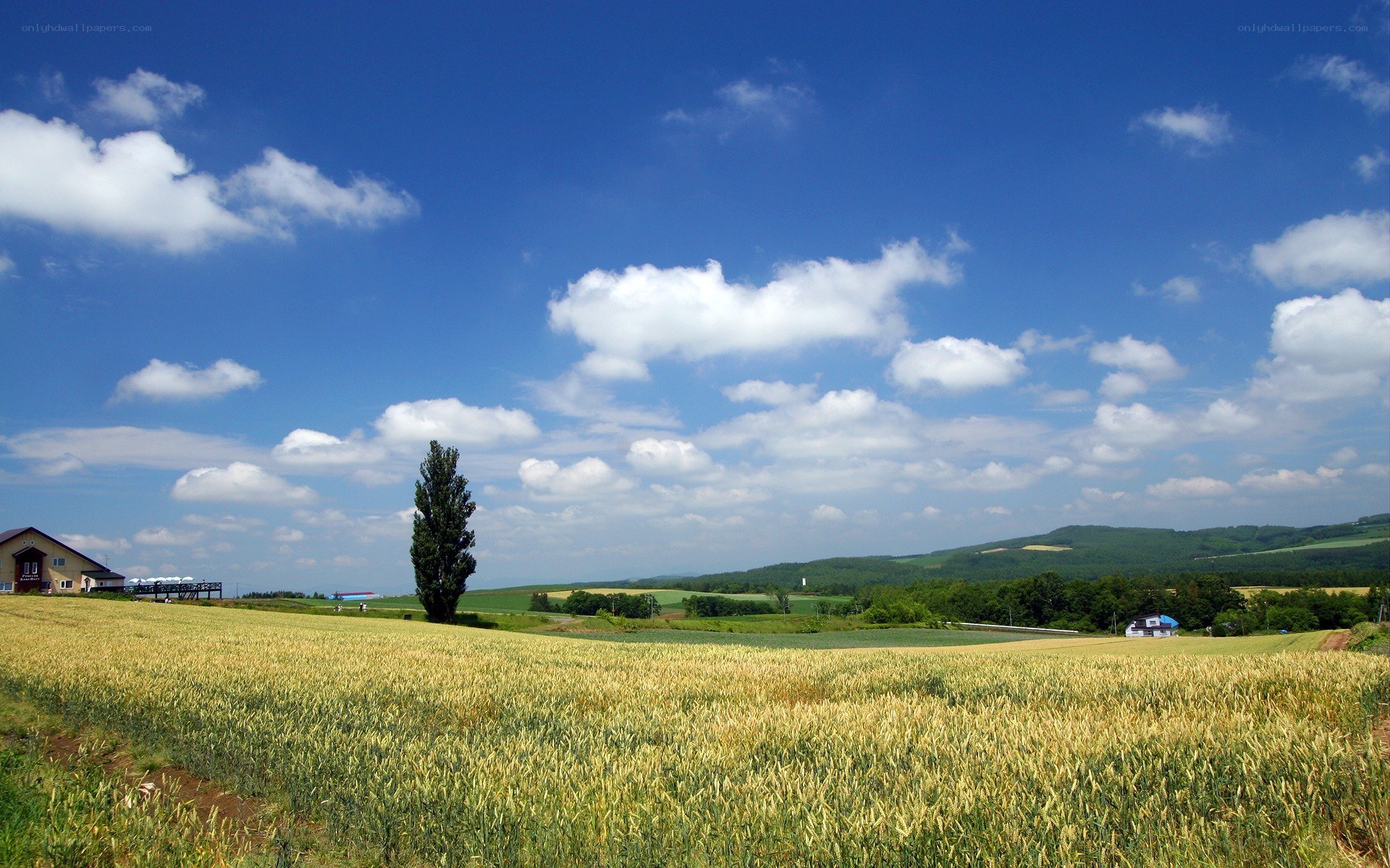 Wheat field under blue sky