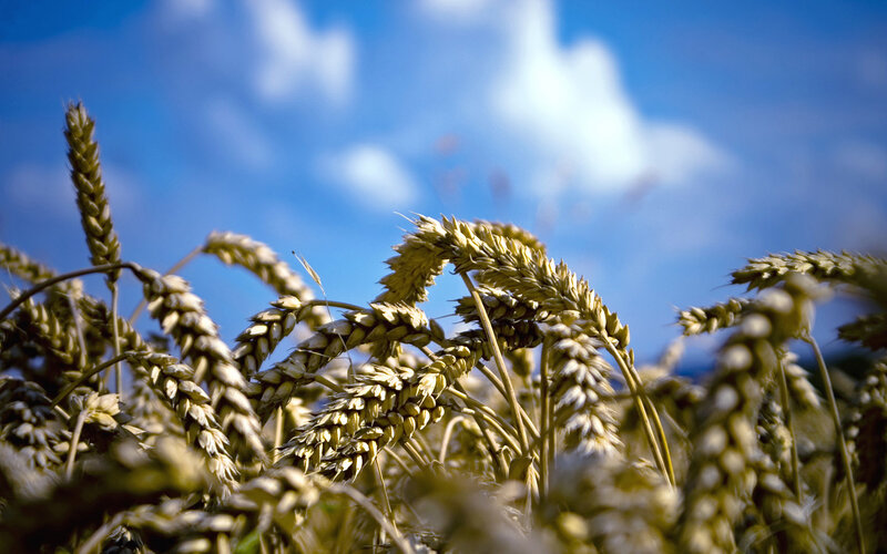 Wheat field under blue sky