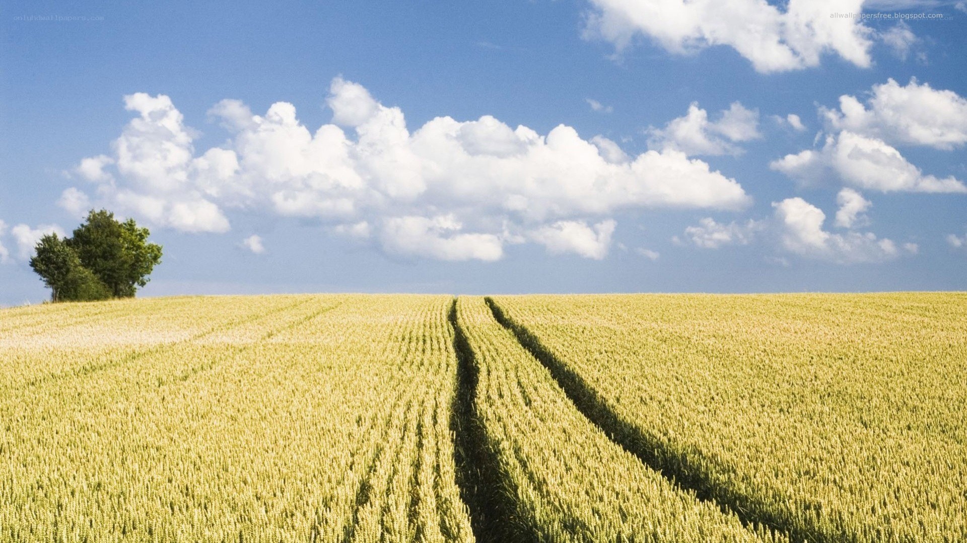 Wheat field under blue sky