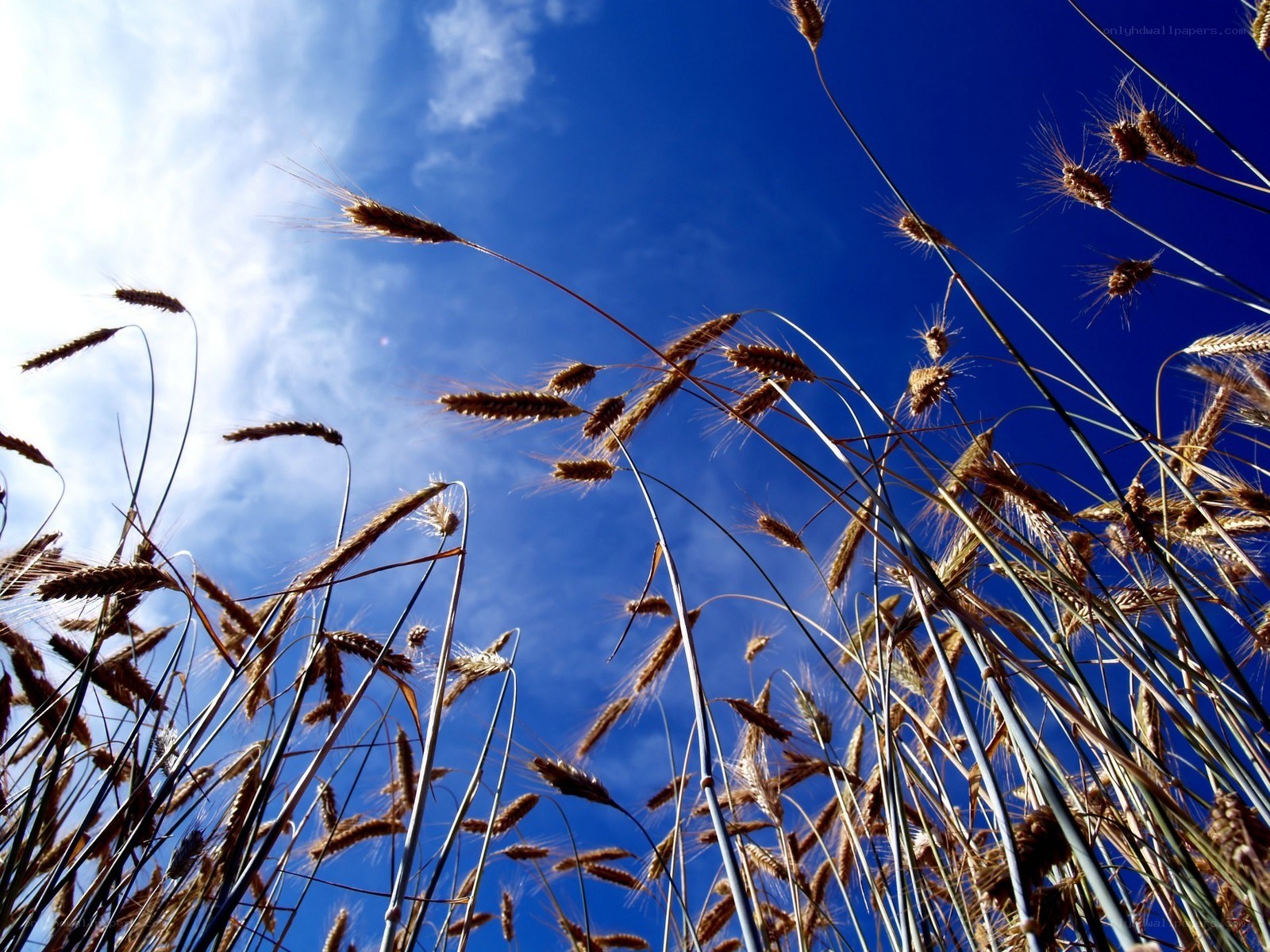 Wheat field under blue sky