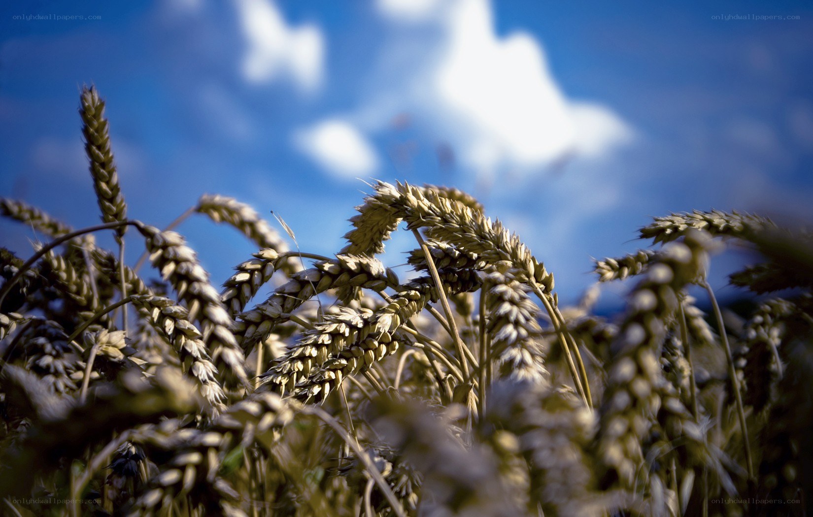 Wheat field under blue sky