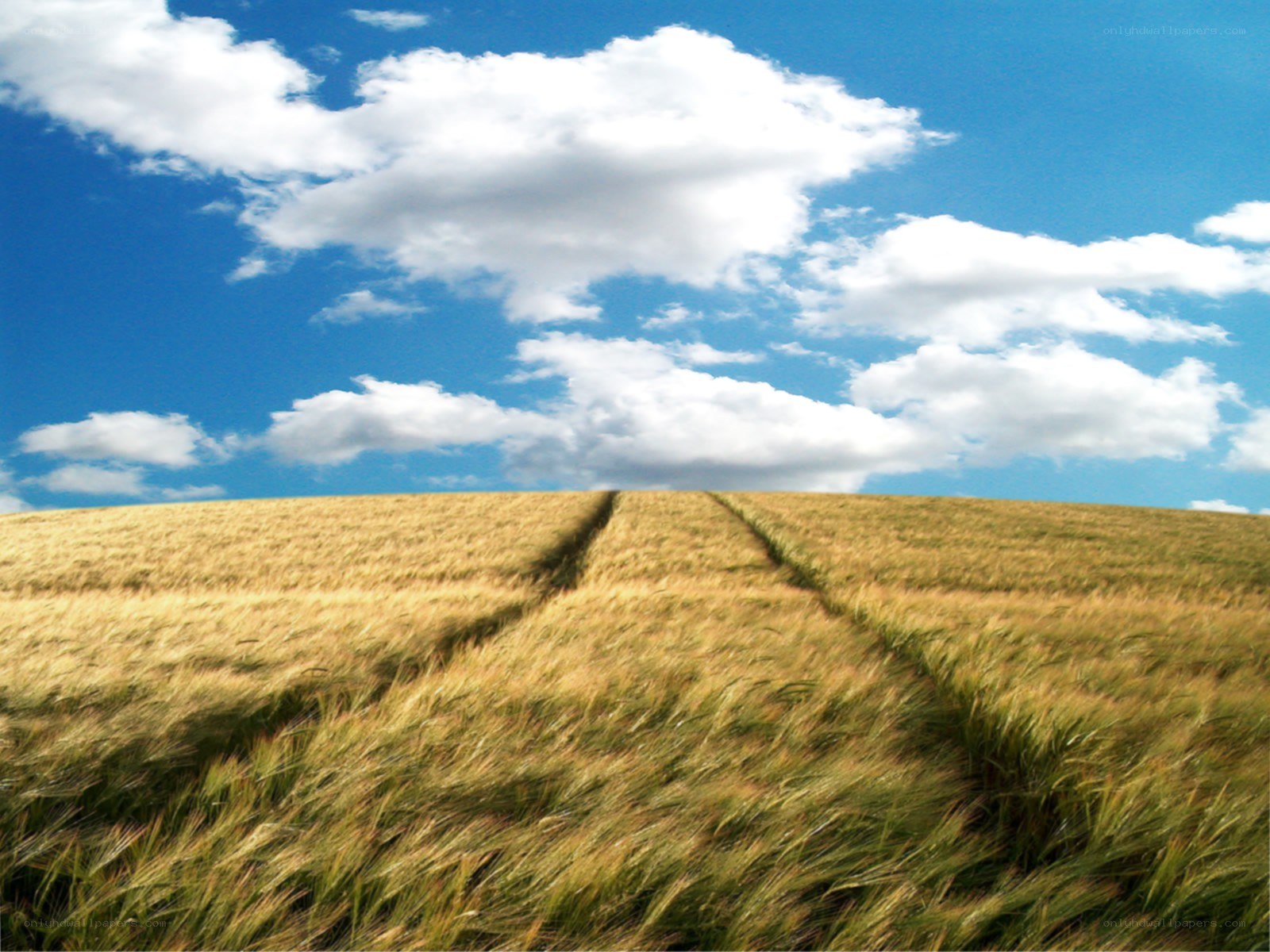 Wheat field under blue sky