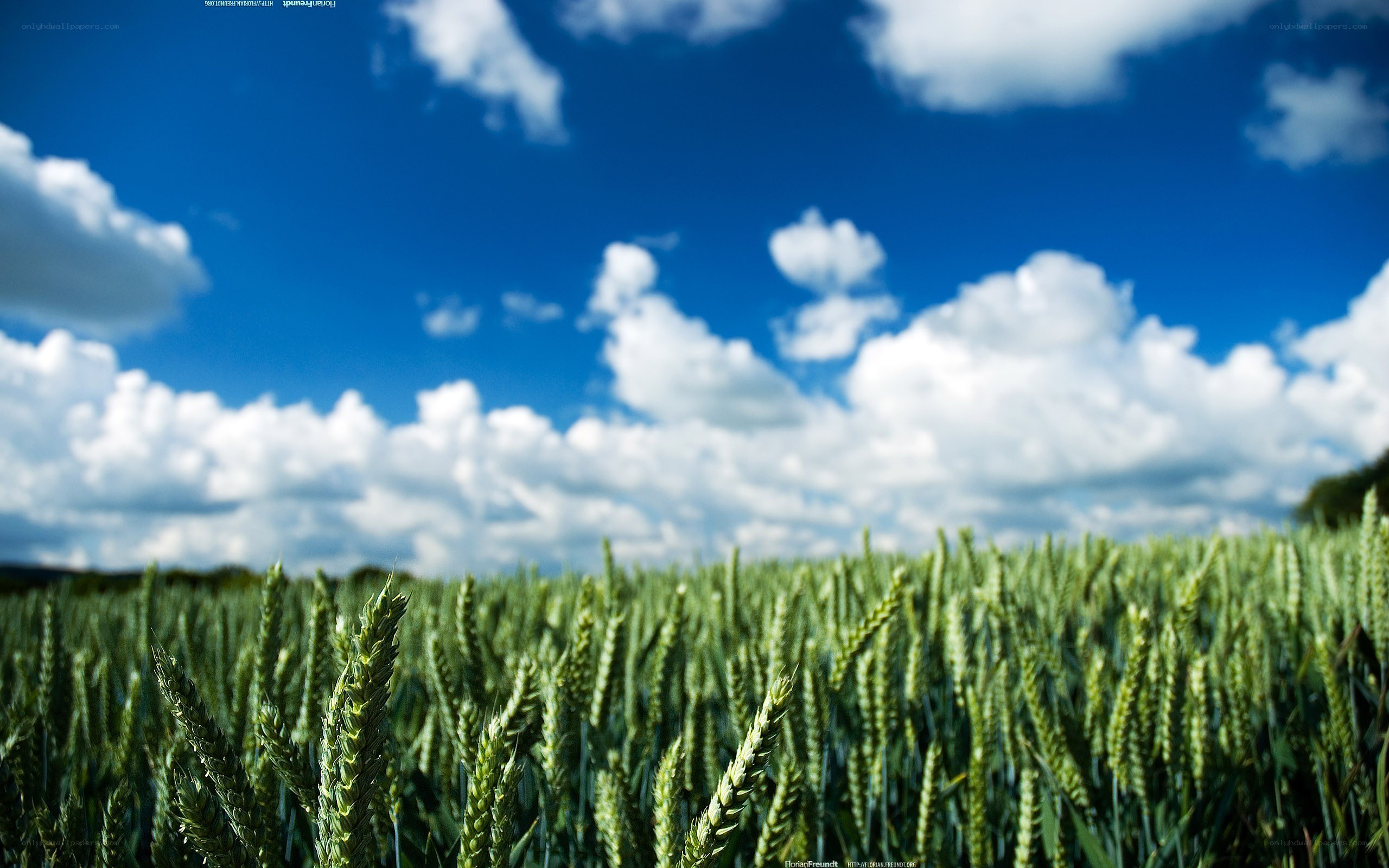 Wheat field under blue sky