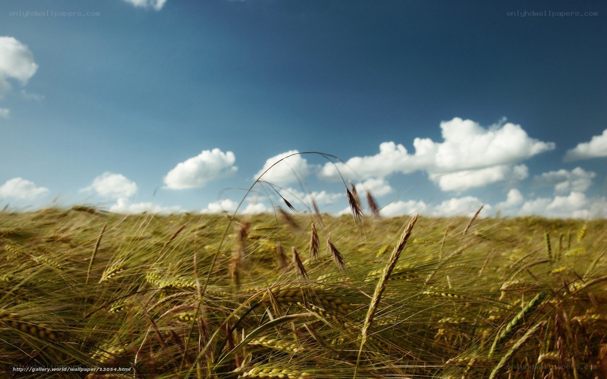 Wheat field under blue sky
