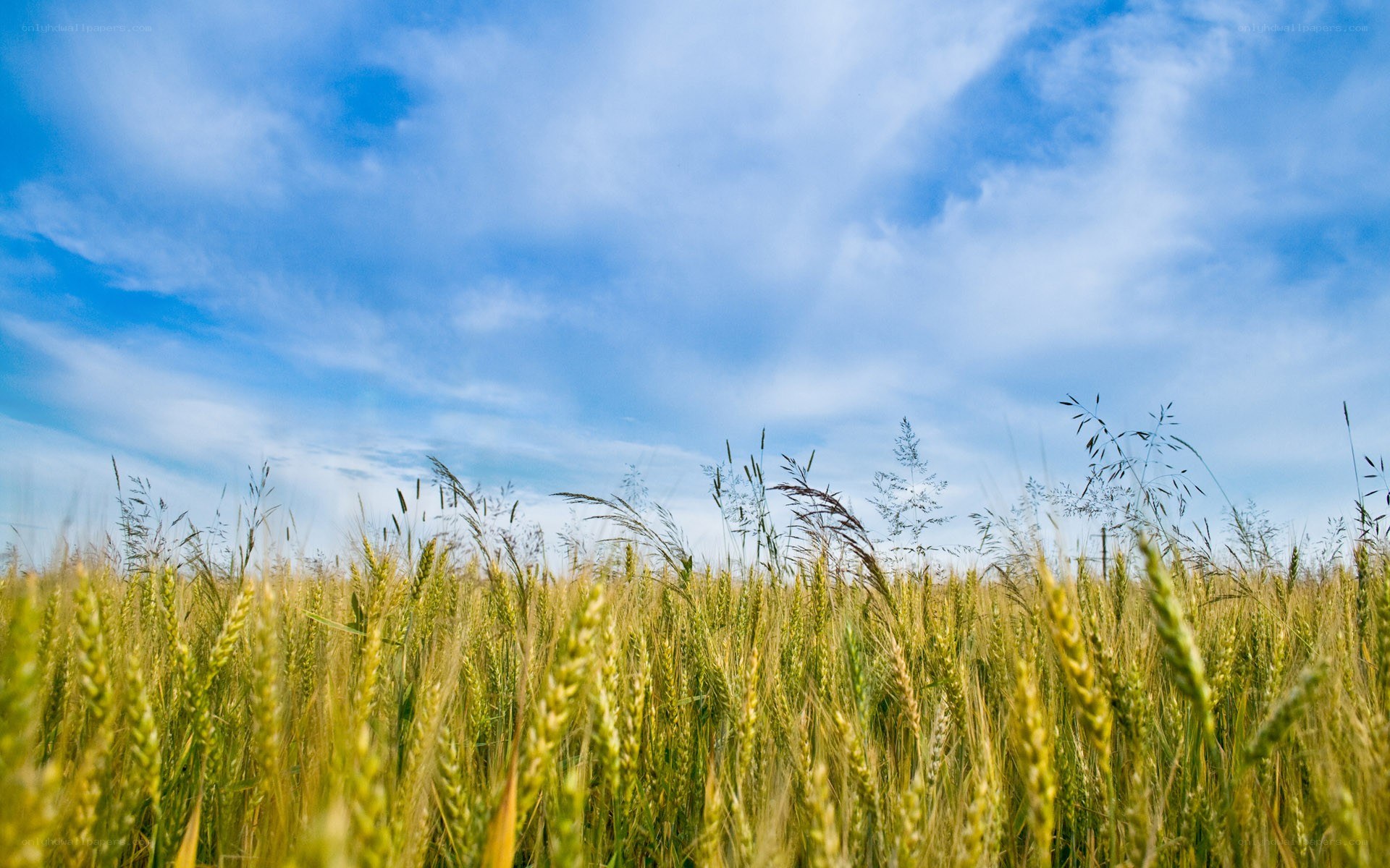 Wheat field under blue sky