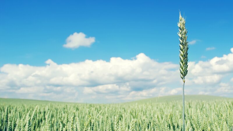 Wheat field under blue sky