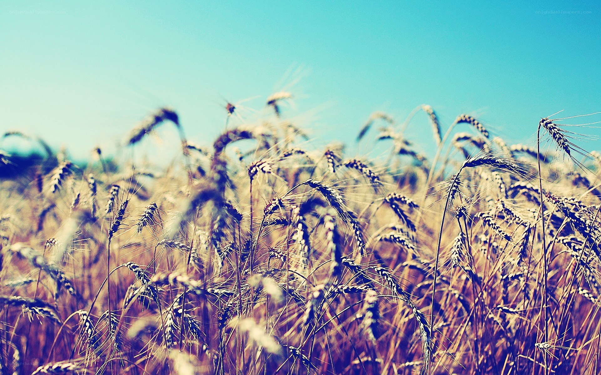 Wheat field under blue sky