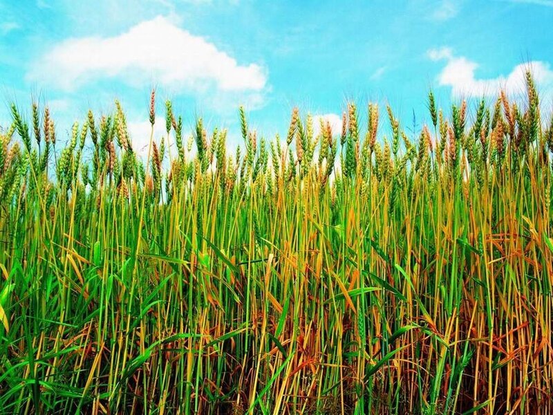 Wheat field under blue sky