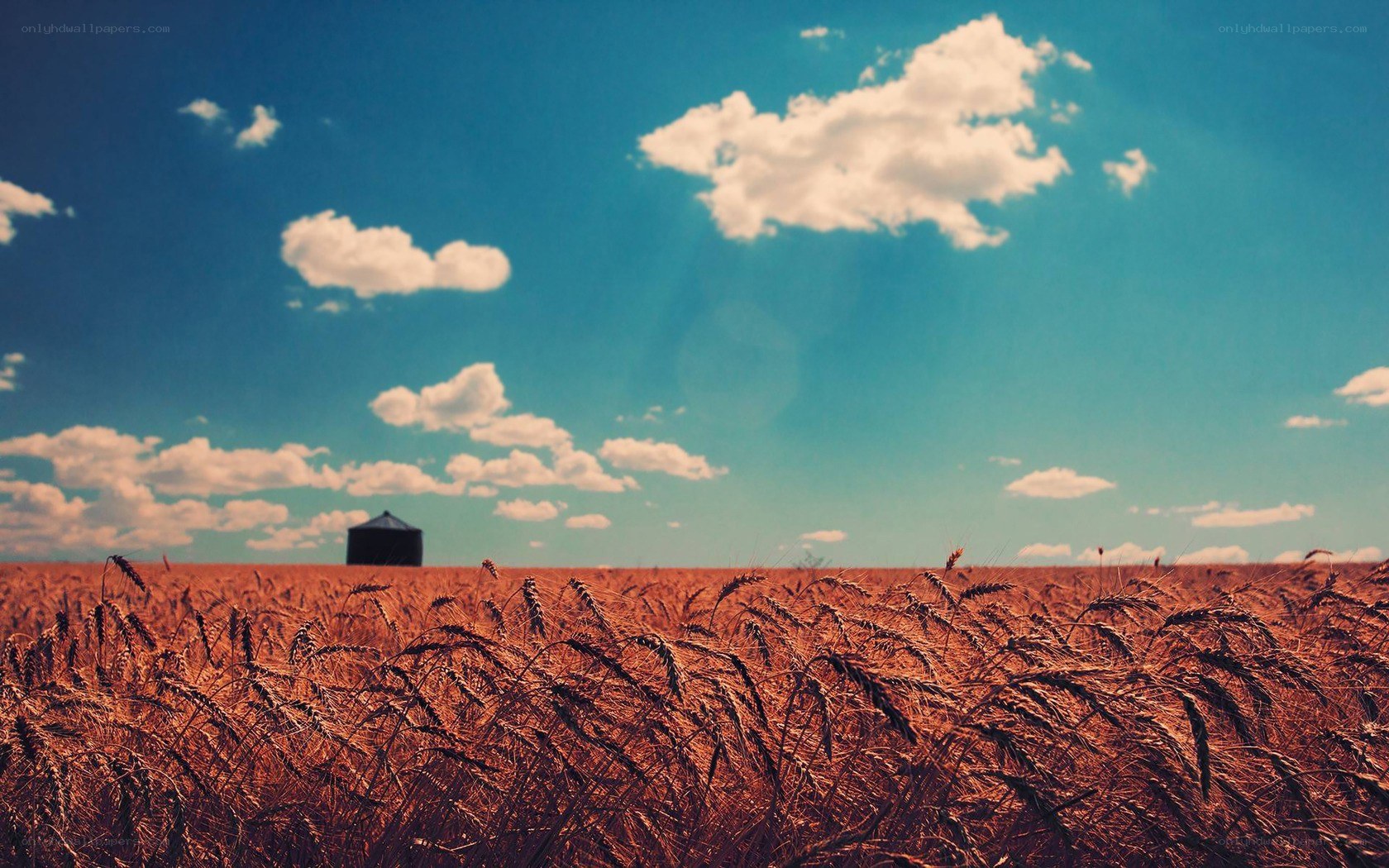Wheat field under blue sky