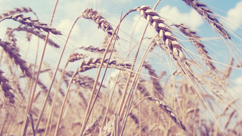 wheat field under blue sky