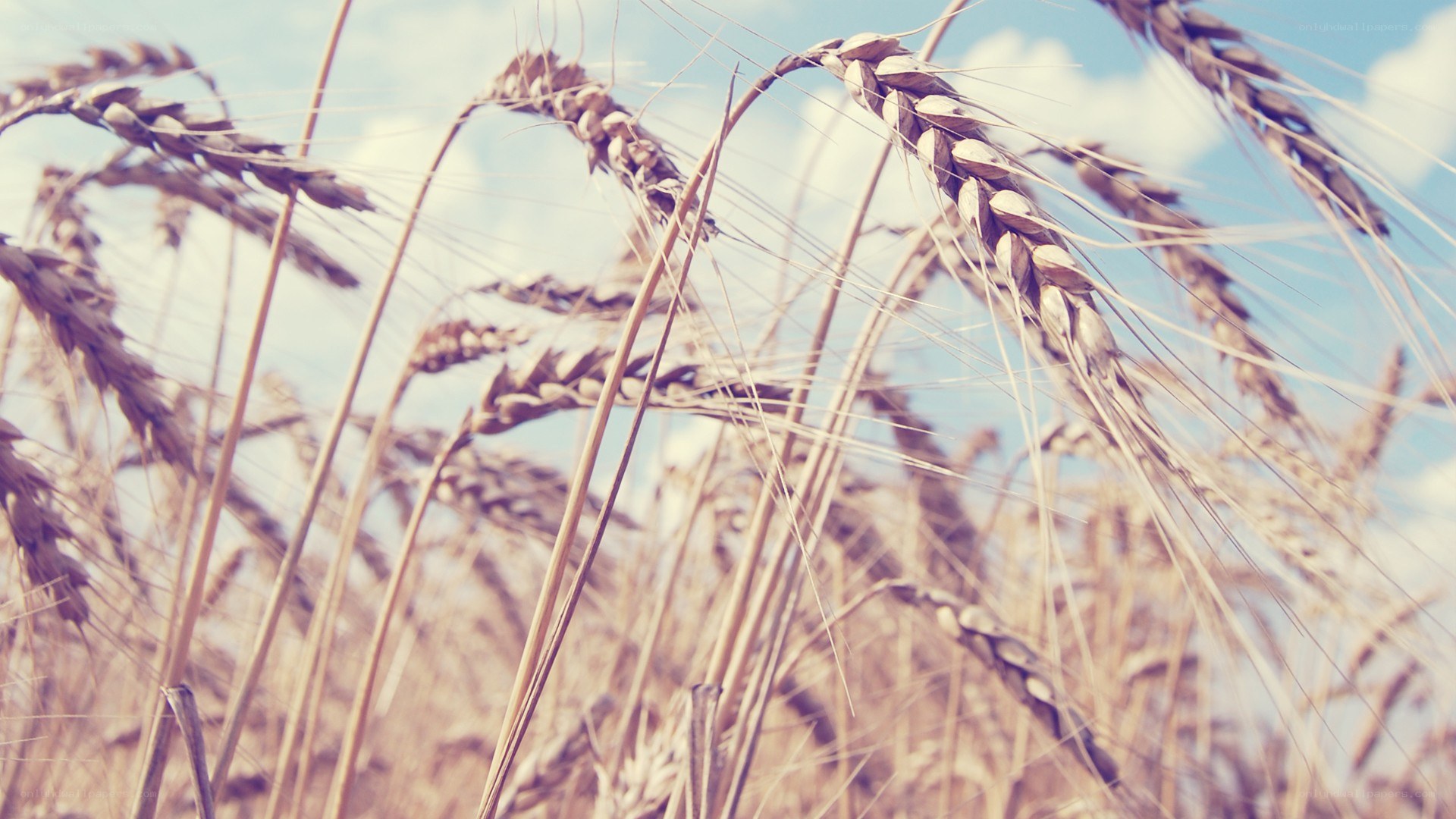 wheat field under blue sky