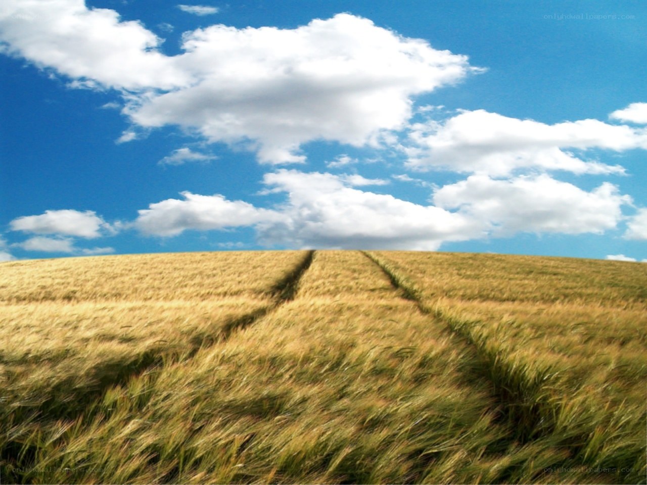 Wheat field under blue sky