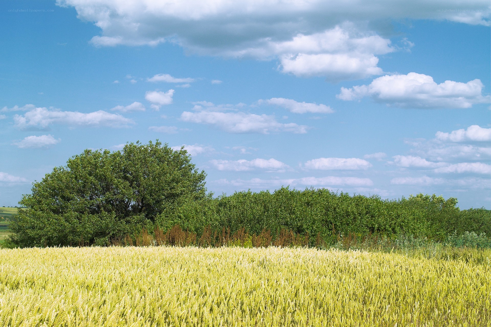 Wheat field under blue sky