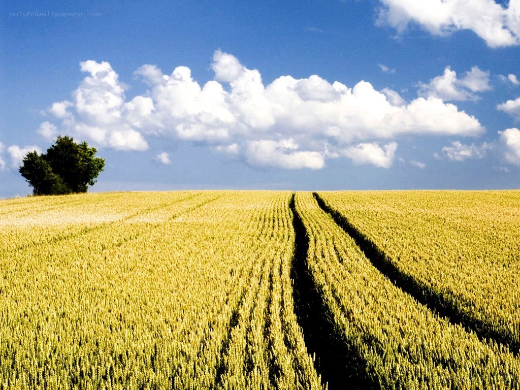 Wheat field under blue sky