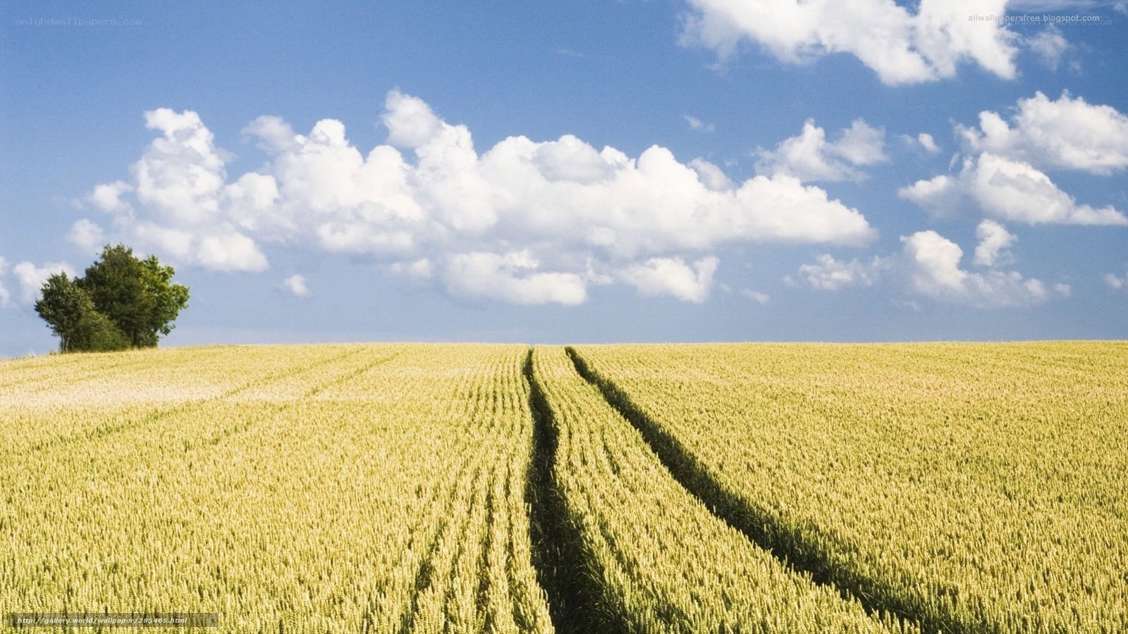Wheat field under blue sky