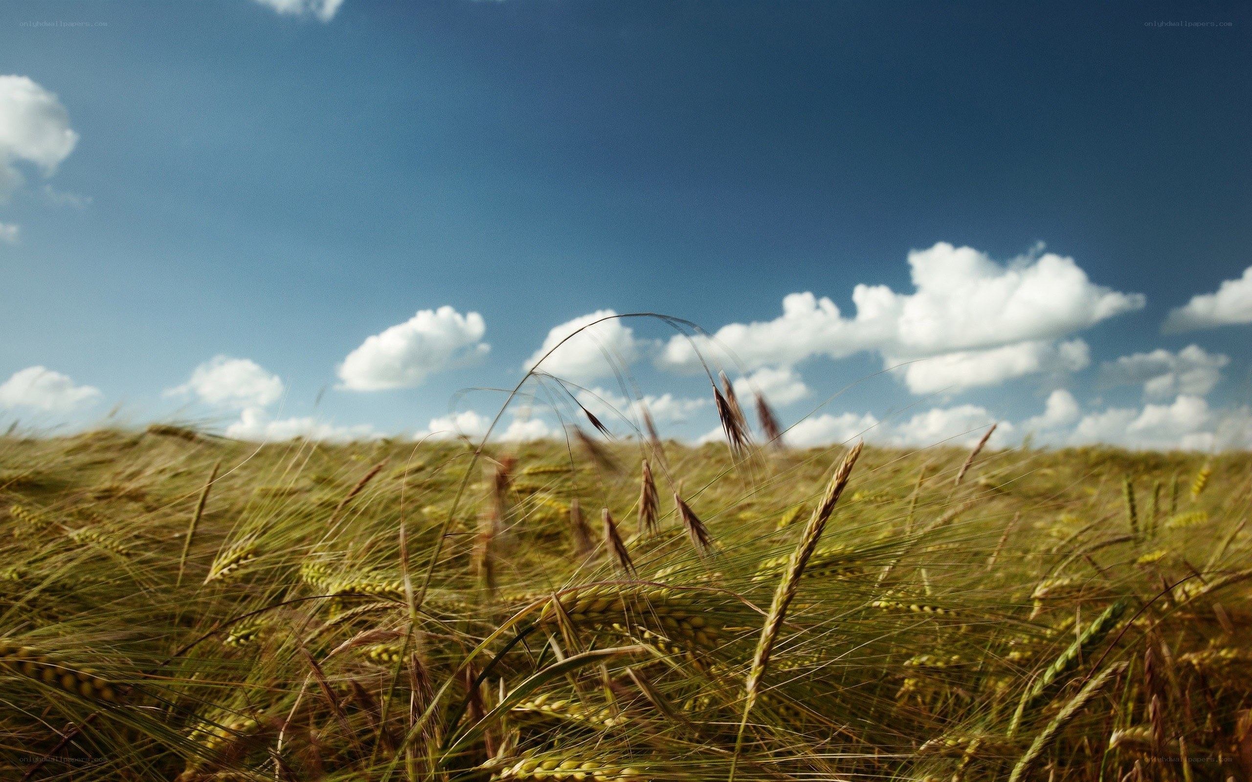 Wheat field under blue sky