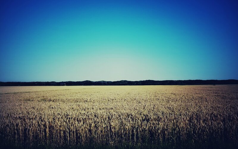 Wheat Field under Blue Sky — Serene, Afternoon