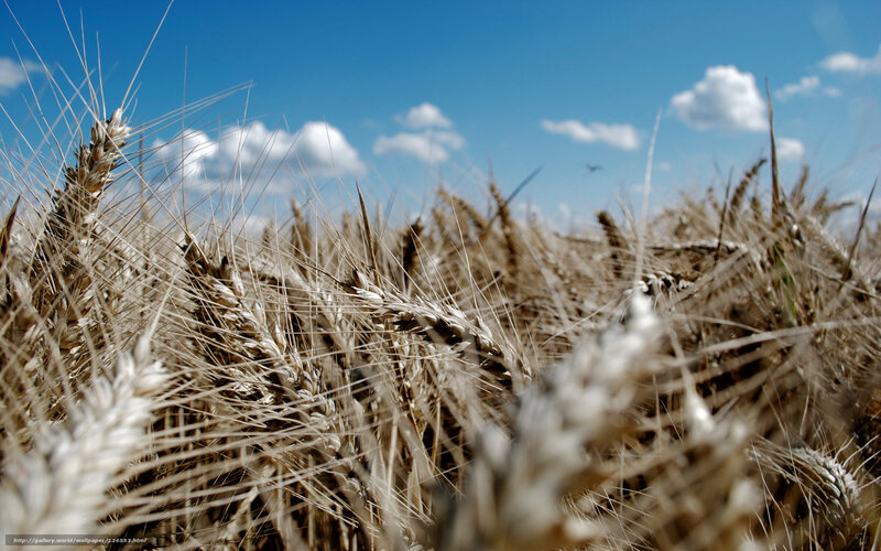 Wheat Field under Blue Sky — Serene