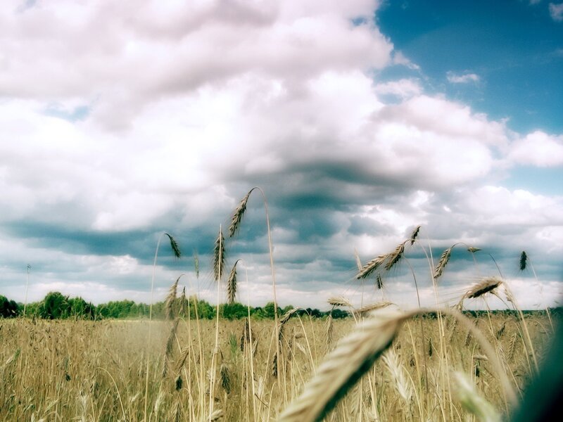 Wheat Field under Clouds — Blue, Dramatic