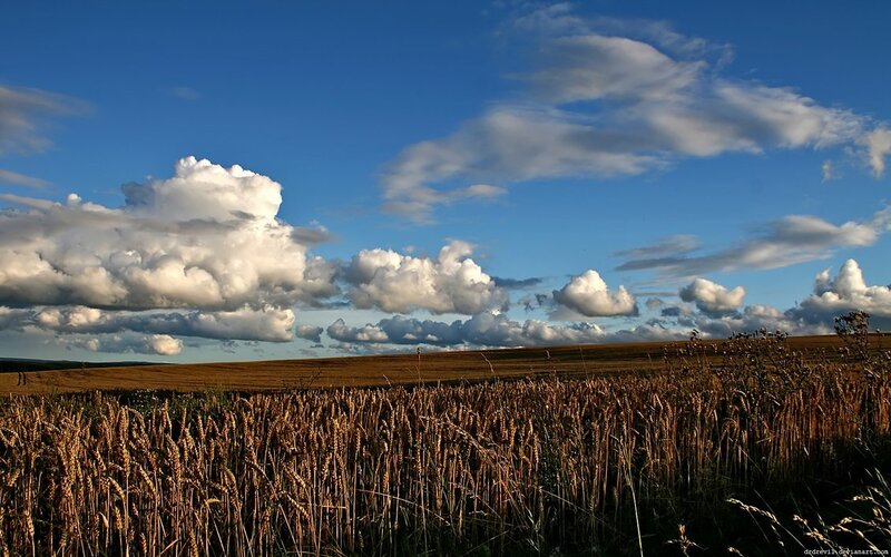Wheat Field under Clouds — Blue