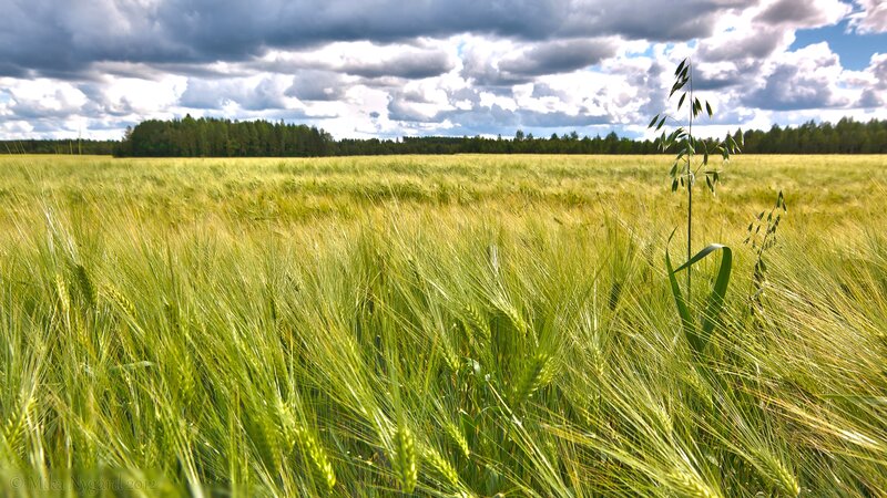 Wheat Field under Clouds — Green, Dramatic