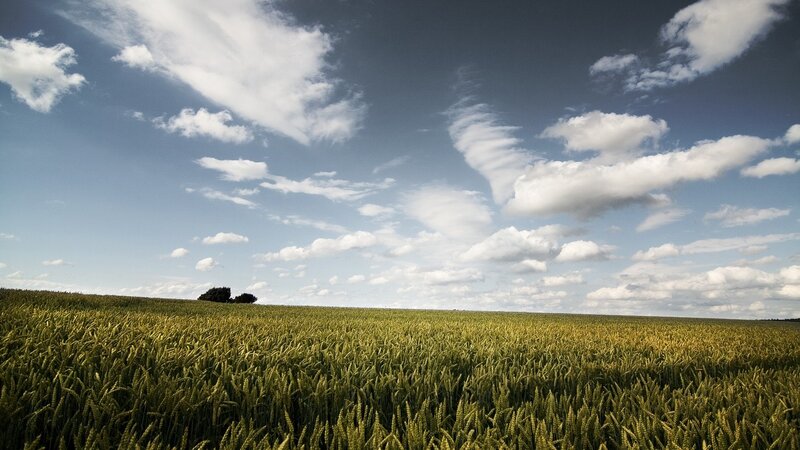 Wheat Field under Clouds — Green, Serene, Afternoon, Photograph, Trees