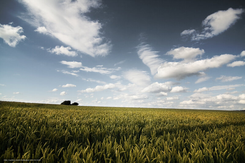 Wheat Field under Clouds — Green, Serene
