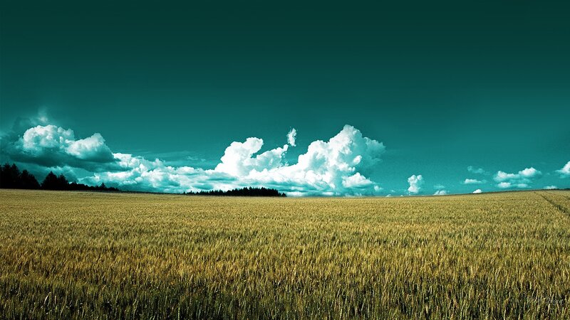 Wheat Field under Clouds — Green