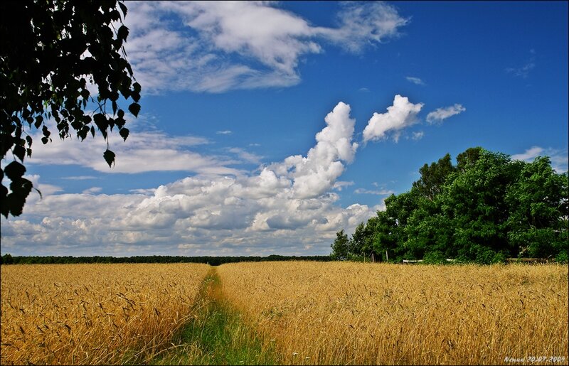 Wheat Field under Clouds