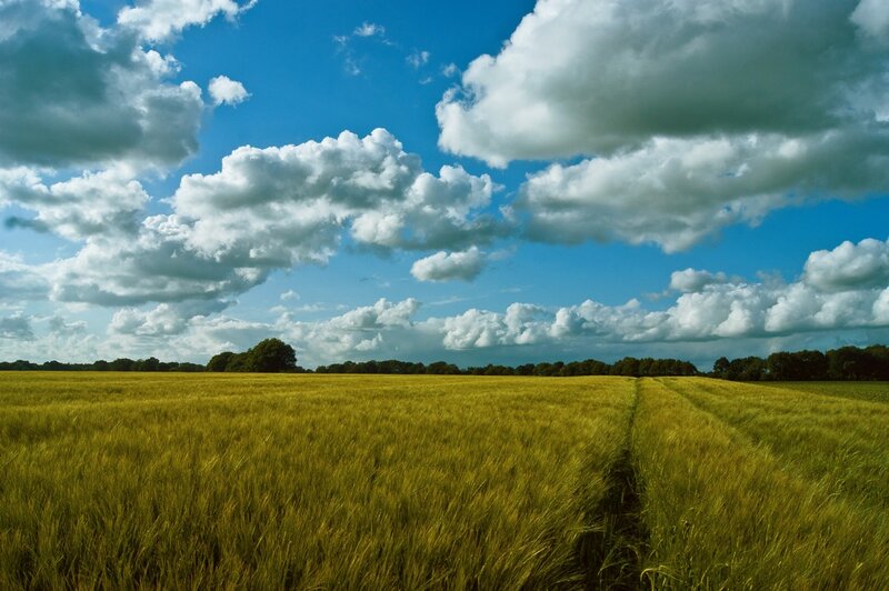 Wheat Field under Clouds — Yellow