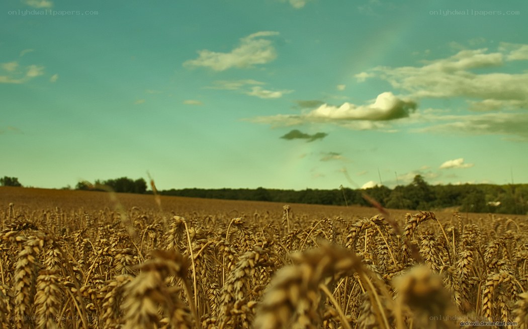 Wheat field under cloudy sky