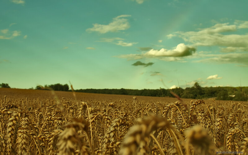 wheat field under cloudy sky