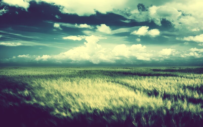 Wheat field under cloudy sky