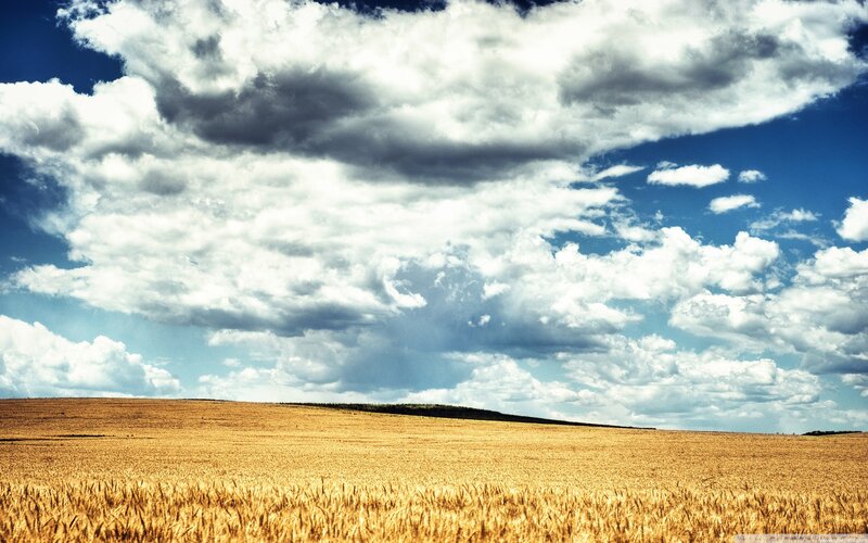 Wheat field under cloudy sky