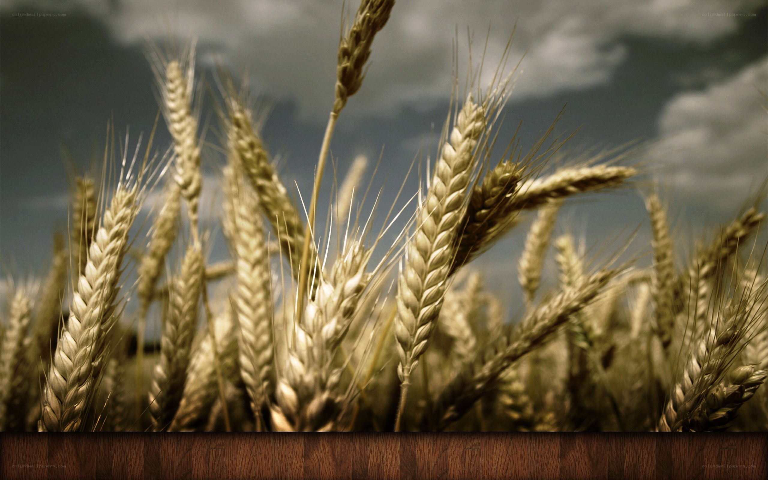 Wheat field under cloudy sky