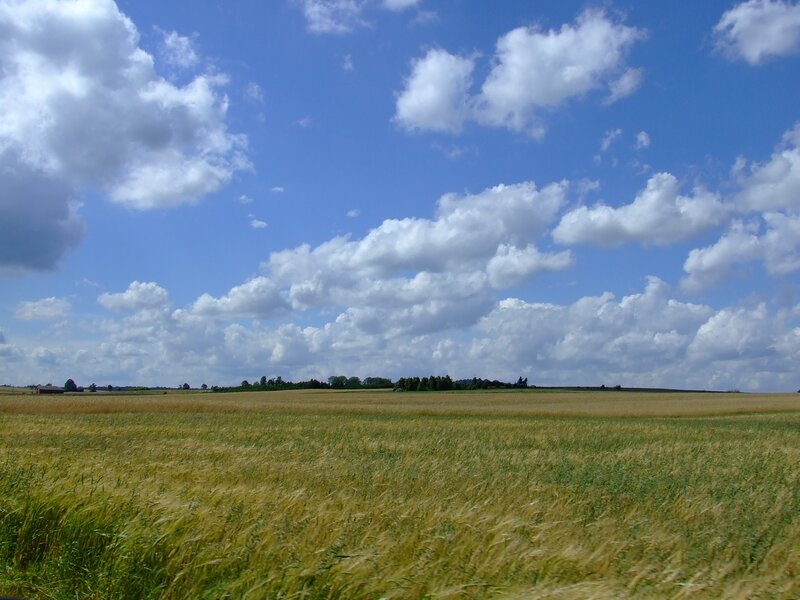Wheat field under cloudy sky
