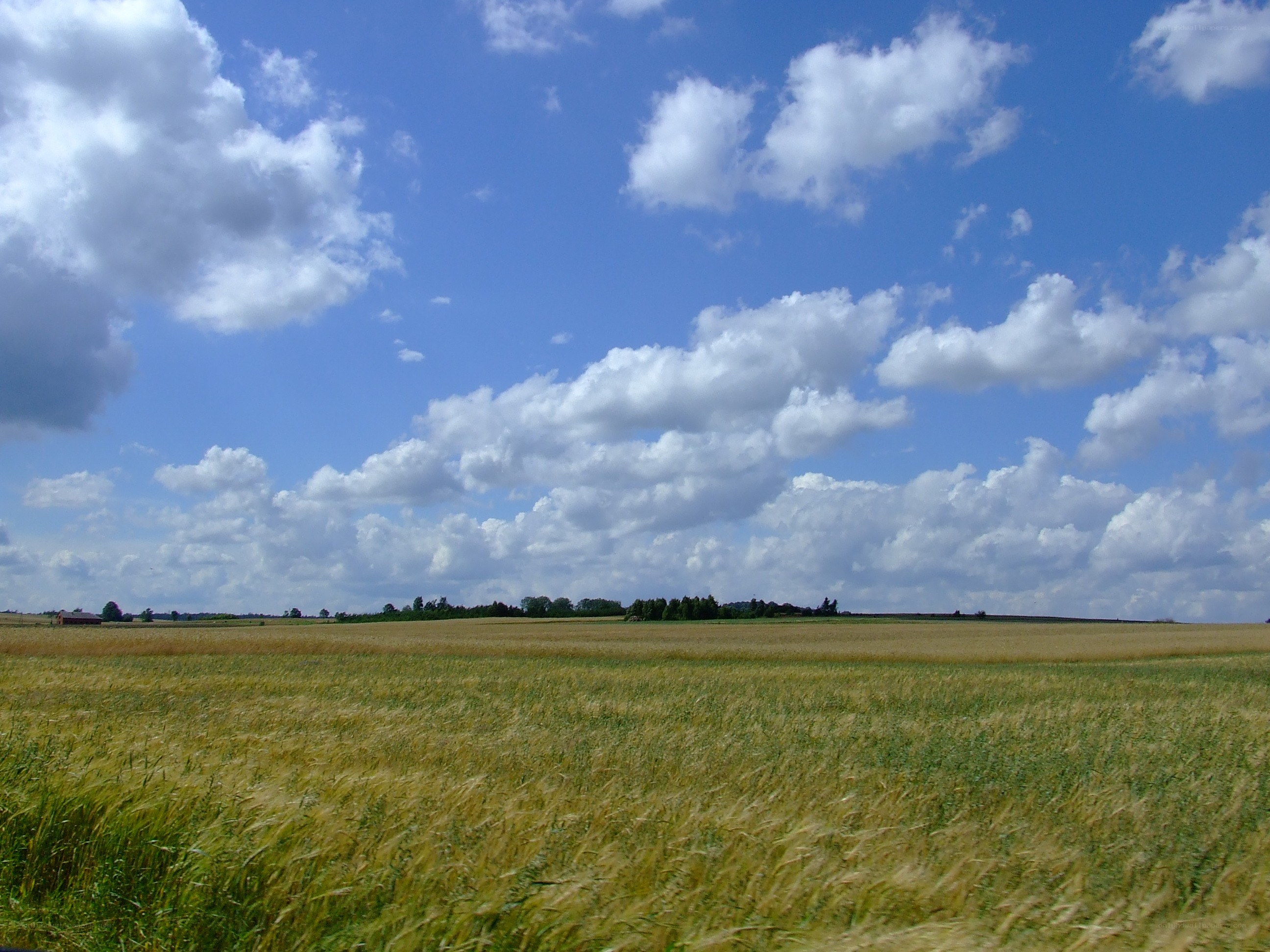 Wheat field under cloudy sky