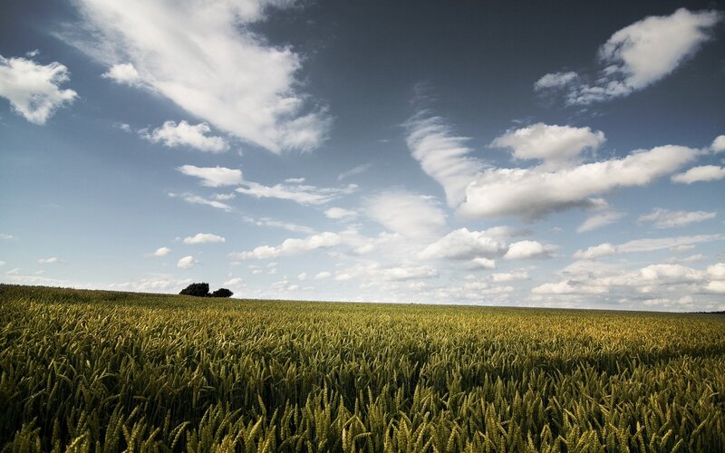Wheat field under cloudy sky
