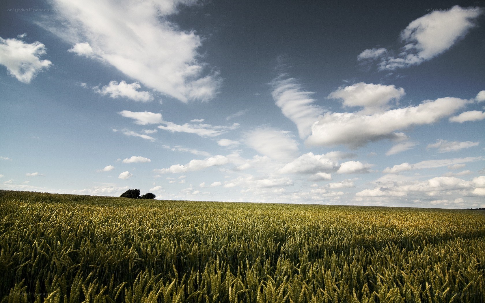 Wheat field under cloudy sky