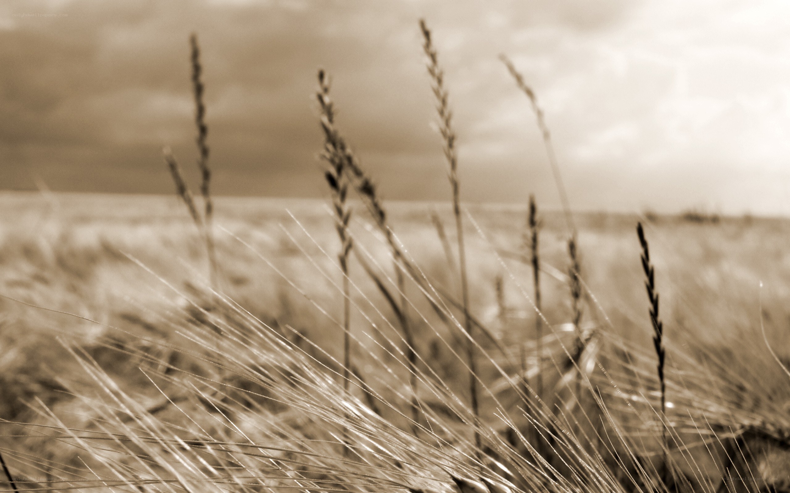 Wheat field under cloudy sky