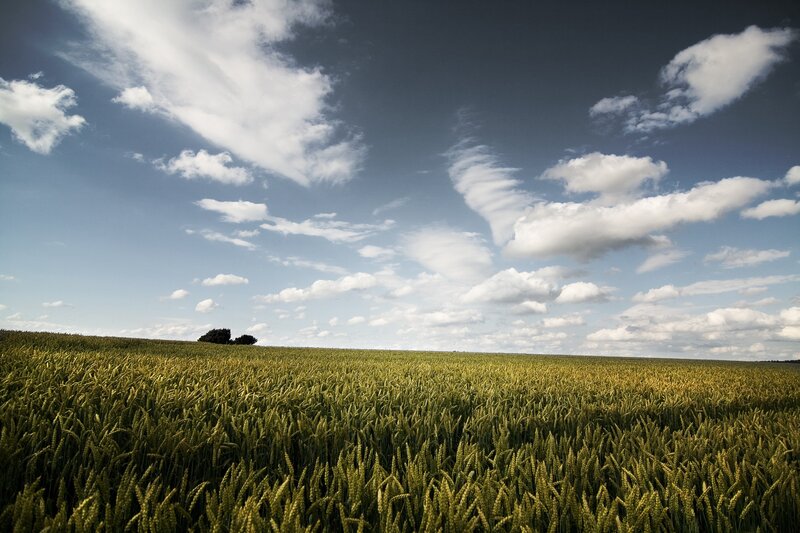 Wheat field under cloudy sky